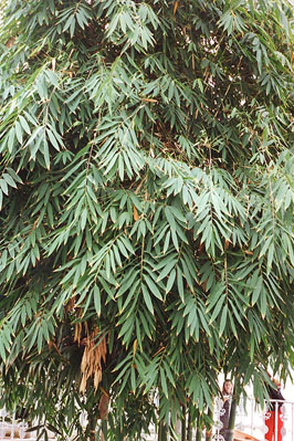  Gigantochloa verticillata Munro ID = 