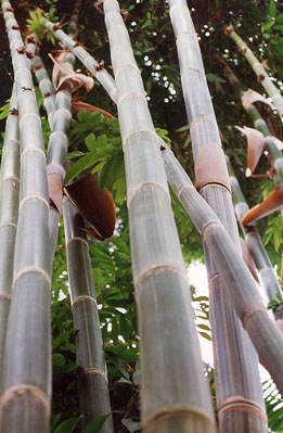  Gigantochloa verticillata Munro ID = 