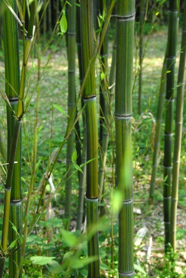  Phyllostachys aureosulcata McClure f.tateshima ID = 