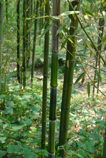  Phyllostachys aureosulcata McClure f.tateshima ID = 