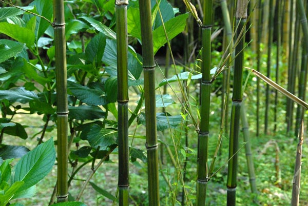  Phyllostachys aureosulcata McClure f.tateshima ID = 