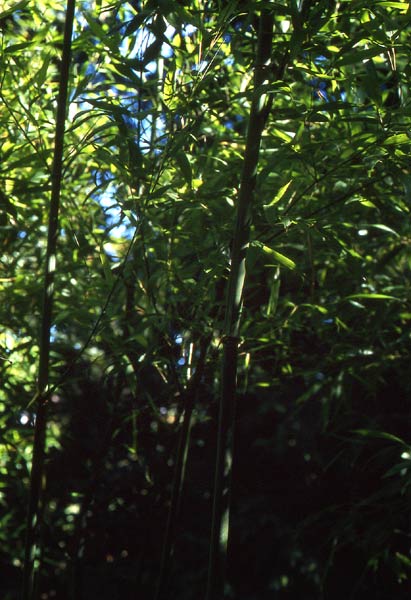  Phyllostachys aurita ID = 