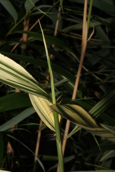  Hibanobambusa tranquillans Shiroshima ID = 