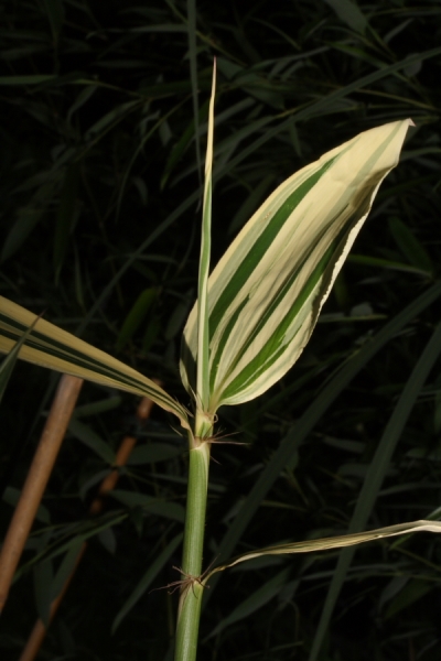  Hibanobambusa tranquillans Shiroshima ID = 