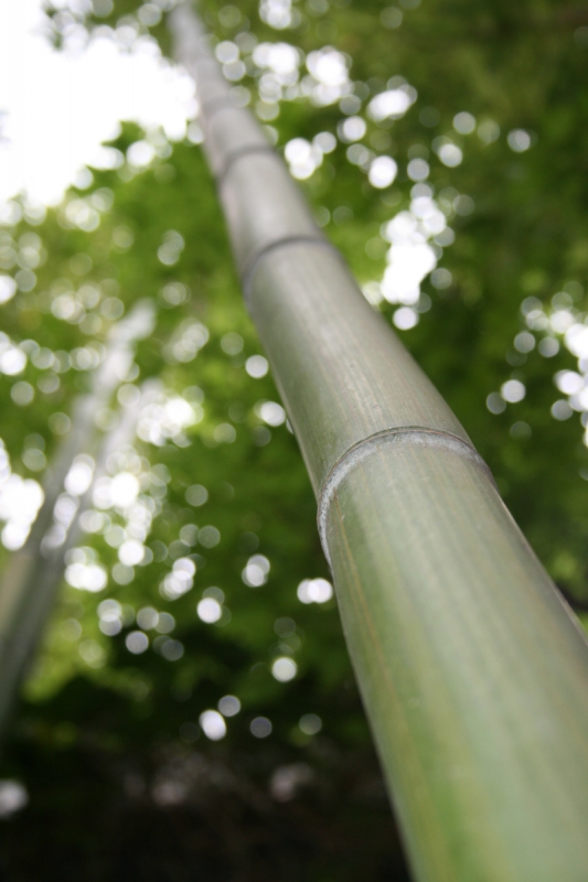  Phyllostachys violascens ID = 