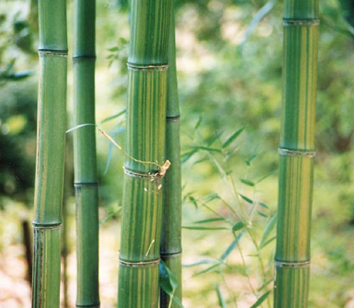  Phyllostachys violascens ID = 