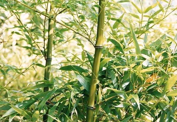  Phyllostachys bambusoides  katashibo ID = 
