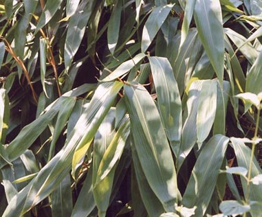  Indocalamus tessellatus ID = 