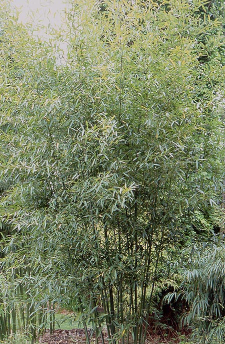  Phyllostachys concava Z.H. Yu & Z.P. Wang ID = 