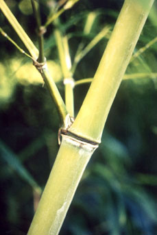  Phyllostachys edulis f. gracilis ID = 