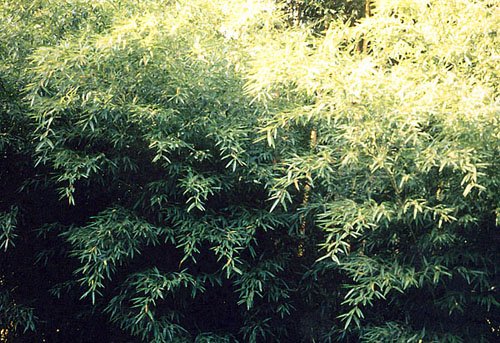  Phyllostachys edulis f. gracilis ID = 