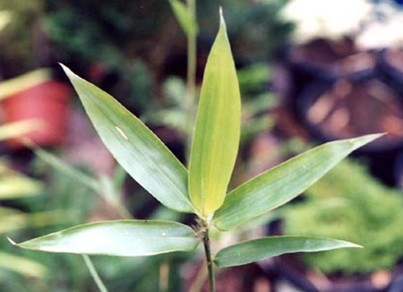  Phyllostachys elegans ID = 