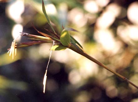  Phyllostachys elegans ID = 