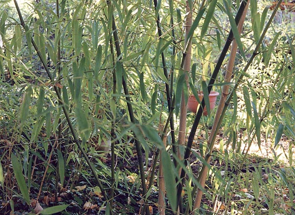  Phyllostachys flexuosa ID = 