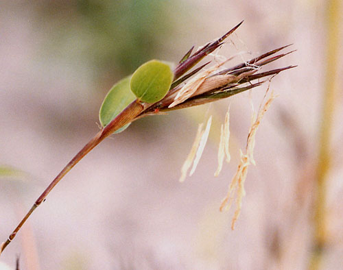  Phyllostachys flexuosa ID = 