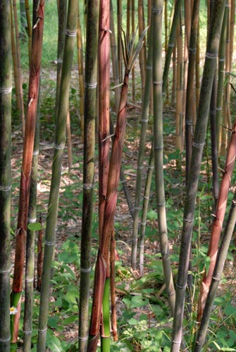  Phyllostachys glauca McClure ID = 