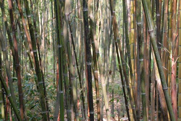  Phyllostachys glauca McClure ID = 