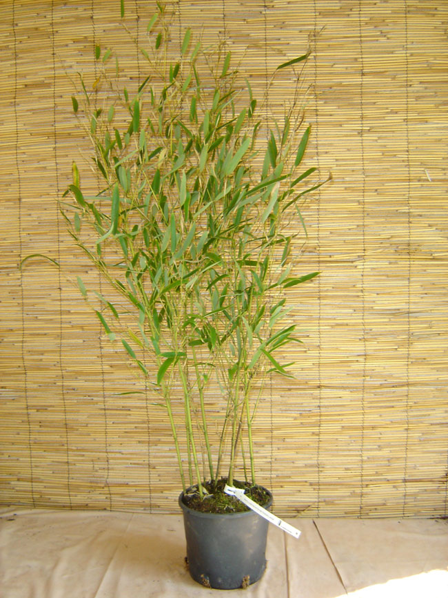  Phyllostachys heteroclada ID = 