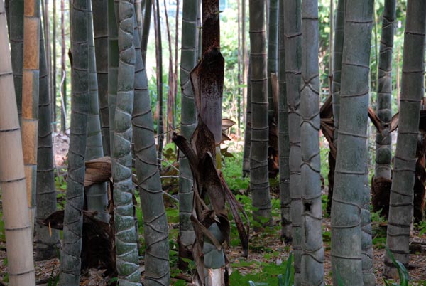  Phyllostachys heterocycla Matsumura ID = 