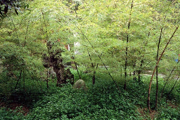  Phyllostachys heterocycla Matsumura ID = 