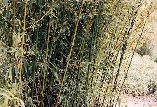  Phyllostachys humilis Muroi ID = 