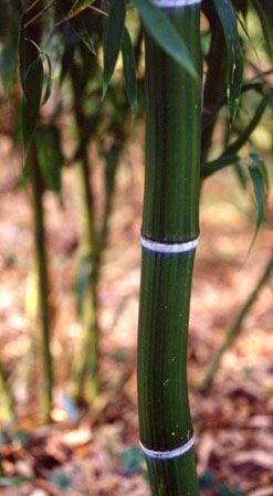  Phyllostachys incarnata ID = 