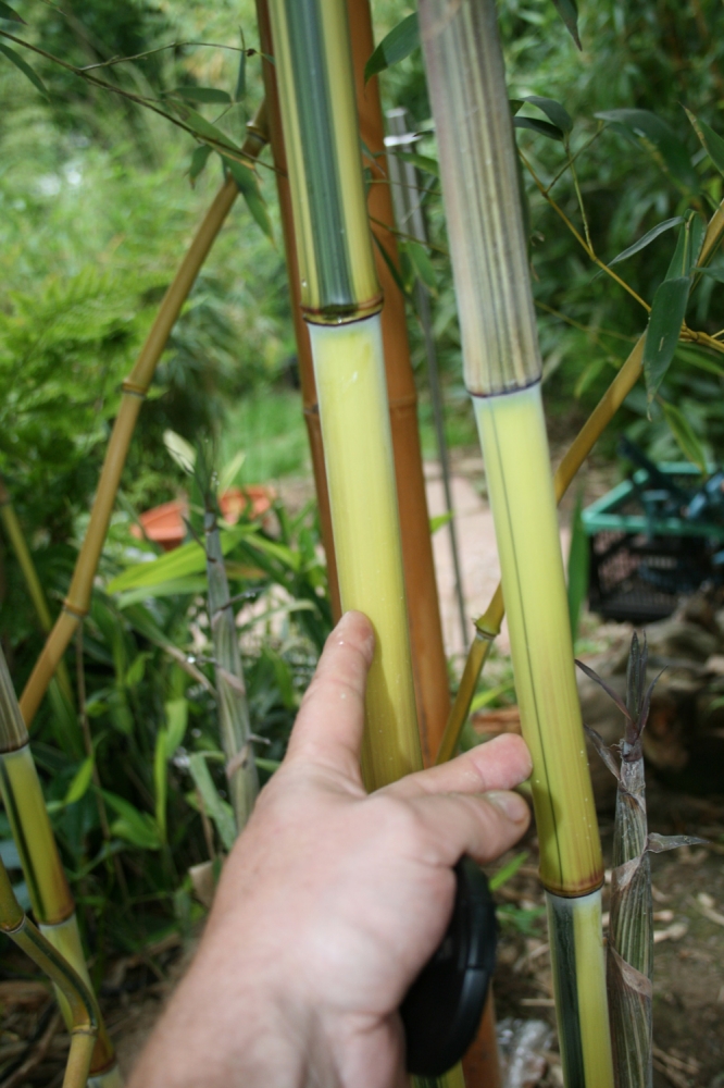  Phyllostachys aureosulcata Spectabilis Lama Tempel ID = 