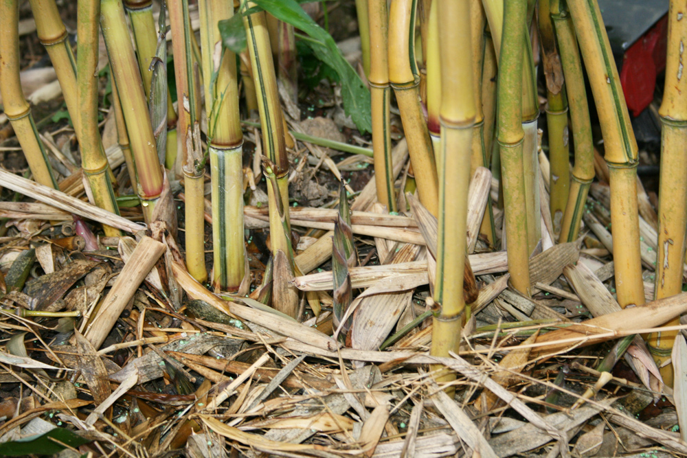  Phyllostachys aureosulcata Spectabilis-Lama Tempel ID = 