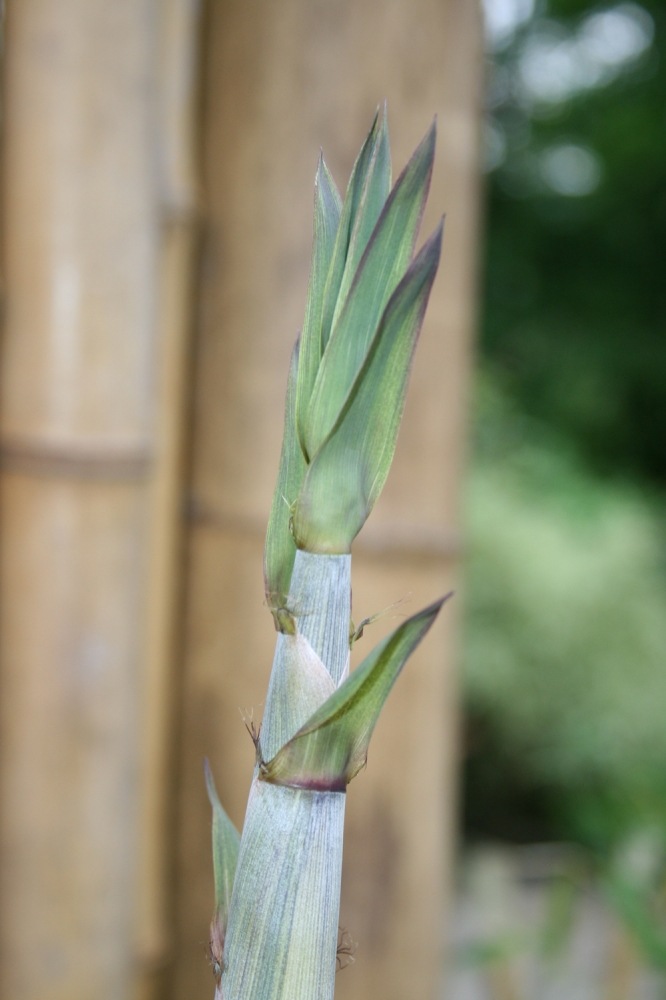  Phyllostachys aureosulcata Spectabilis Lama Tempel ID = 