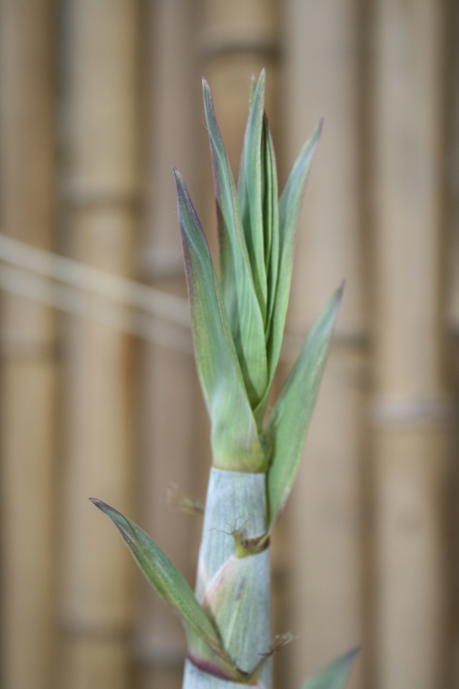  Phyllostachys aureosulcata Spectabilis Lama Tempel ID = 