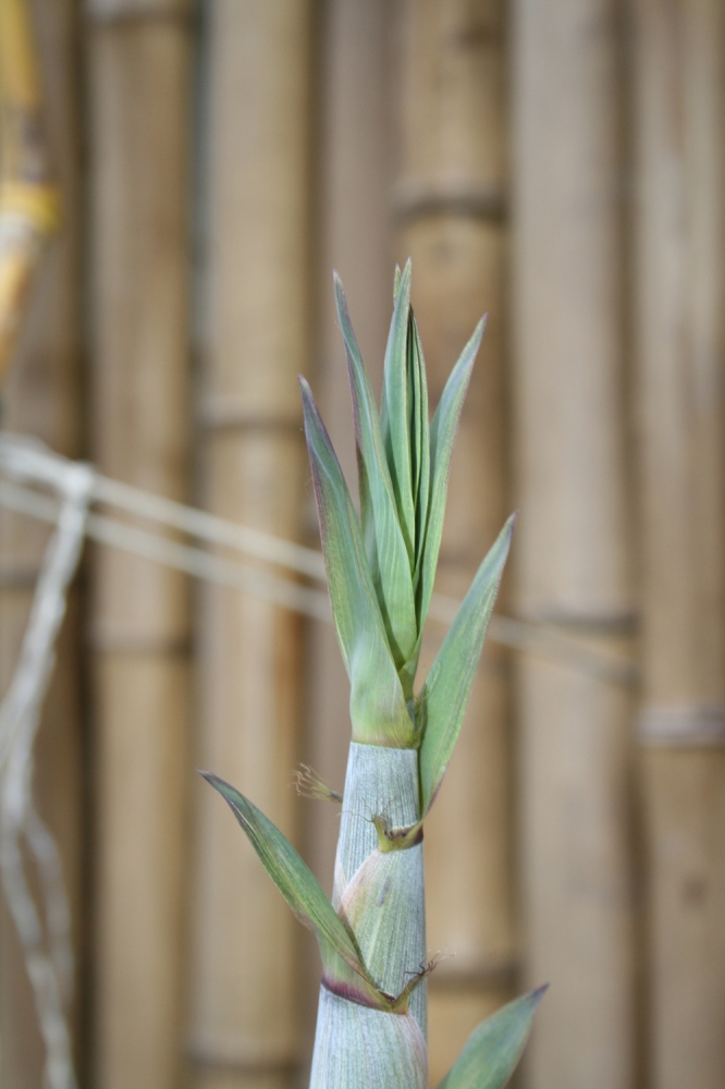  Phyllostachys aureosulcata Spectabilis Lama Tempel ID = 