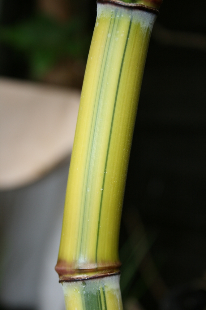  Phyllostachys aureosulcata Spectabilis Lama Tempel - Halmdetail ID = 