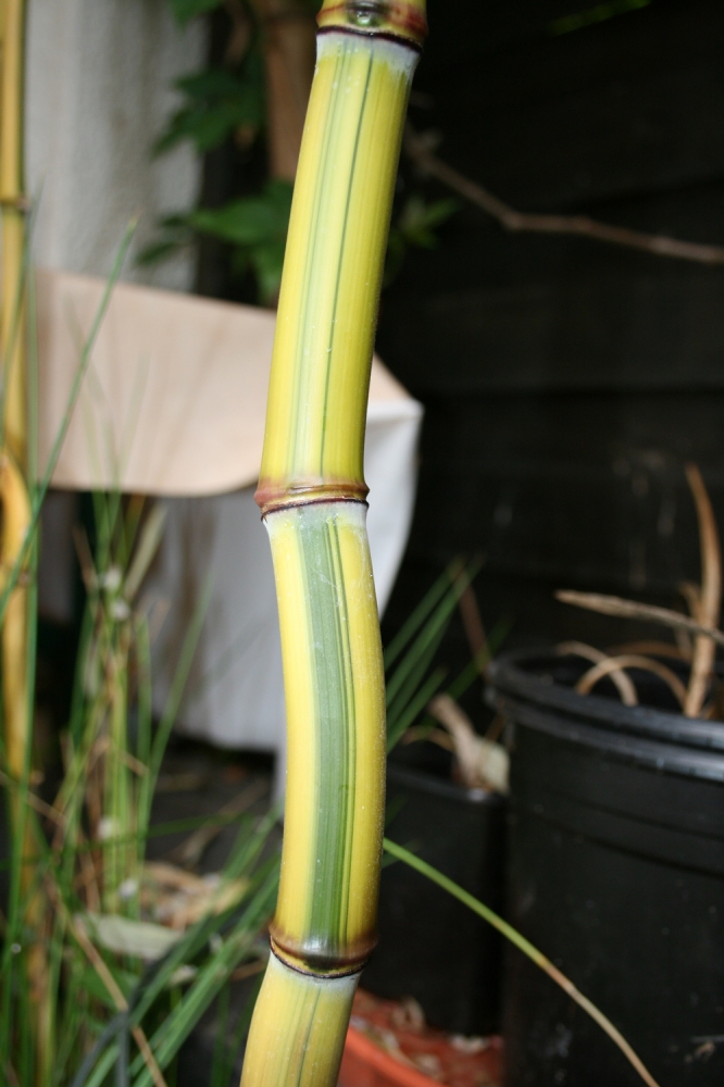  Phyllostachys aureosulcata Spectabilis Lama Tempel-  Detailansicht Halm ID = 