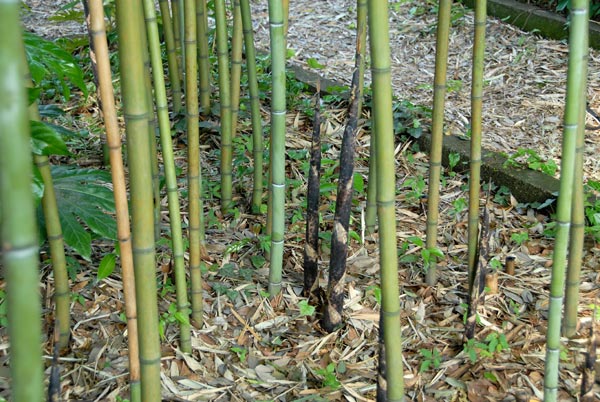  Phyllostachys makinoi Hayata ID = 