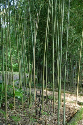  Phyllostachys makinoi Hayata ID = 