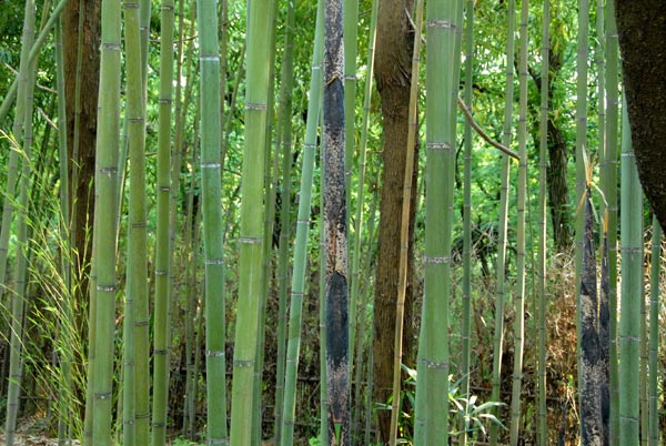  Phyllostachys makinoi Hayata ID = 