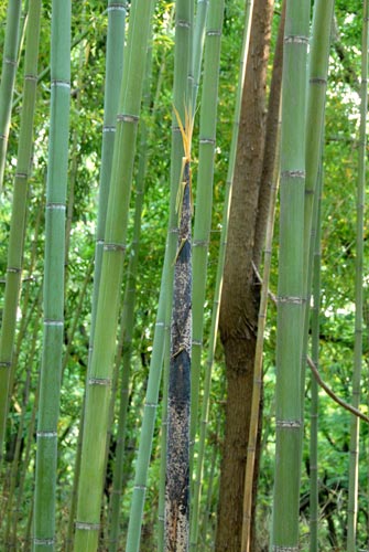  Phyllostachys makinoi Hayata ID = 