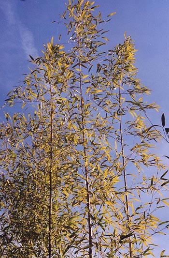  Phyllostachys meyeri McClure ID = 