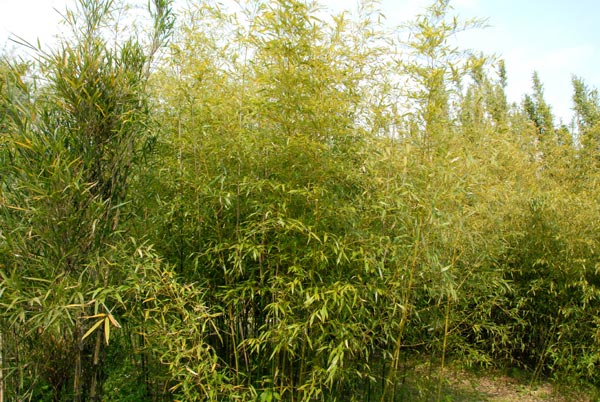  Phyllostachys montana ID = 