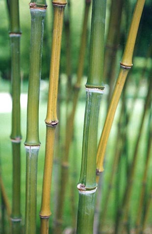  Phyllostachys nidularia Munro ID = 