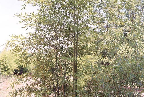  Phyllostachys nuda localis ID = 