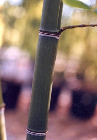  Phyllostachys nuda McClure ID = 