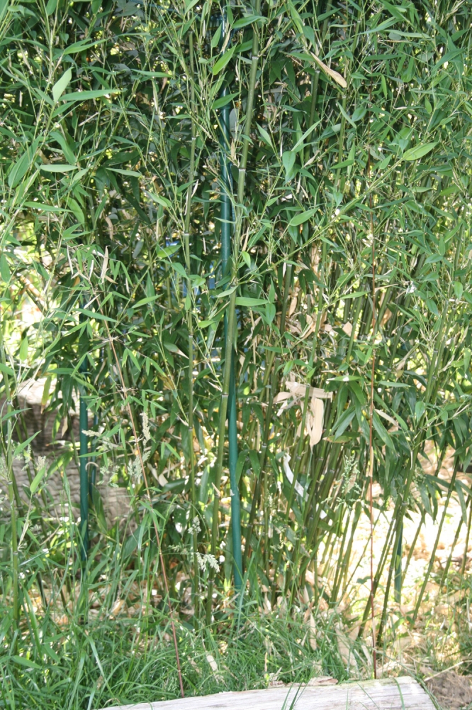  Phyllostachys aureosulcata Alata ID = 