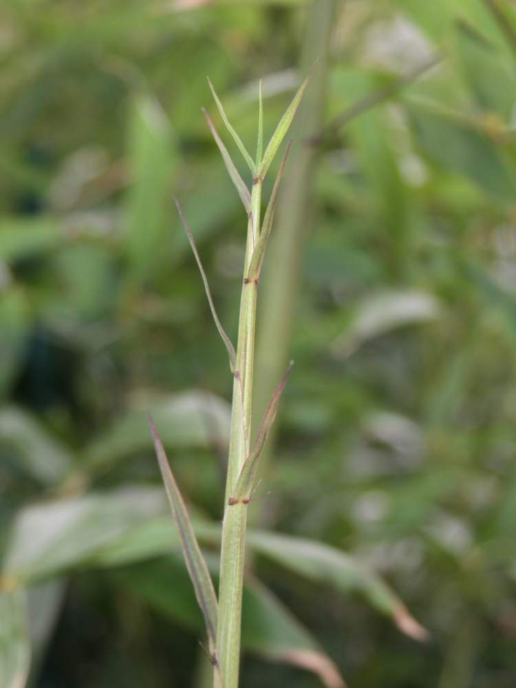  Phyllostachys aureosulcata Alata ID = 