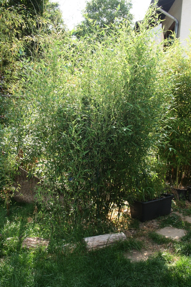  Phyllostachys aureosulcata Alata ID = 