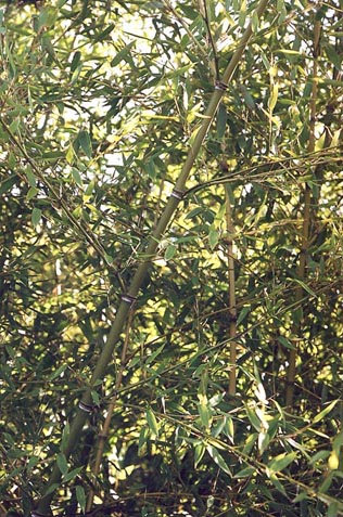  Phyllostachys parvifolia ID = 