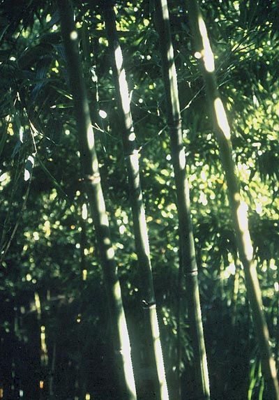  Phyllostachys platygloss ID = 