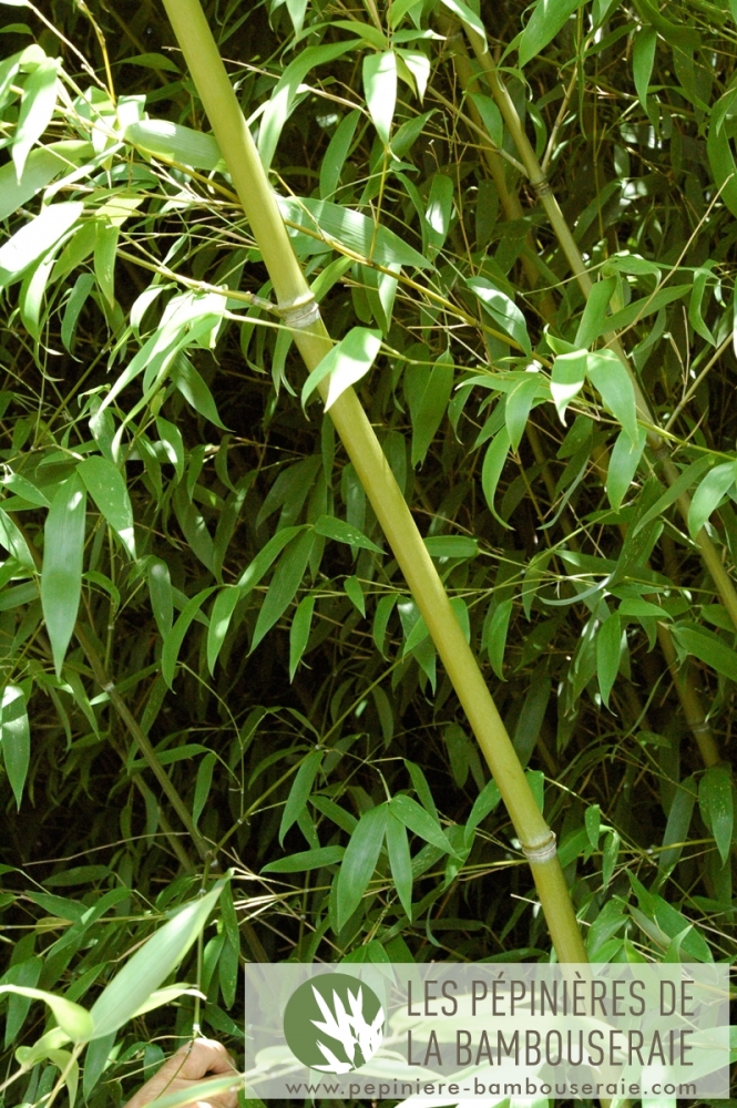  Phyllostachys  Tip Top varioauriculata ID = 