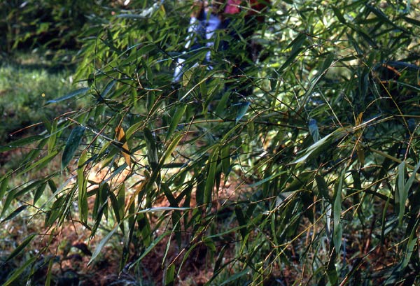  Phyllostachys rigida ID = 