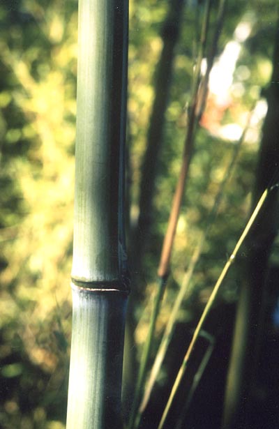  Phyllostachys robustiramea ID = 